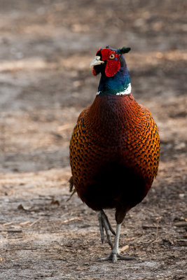 pheasant