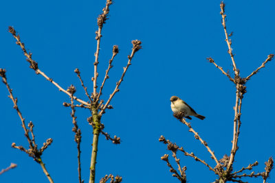 chiffchaff