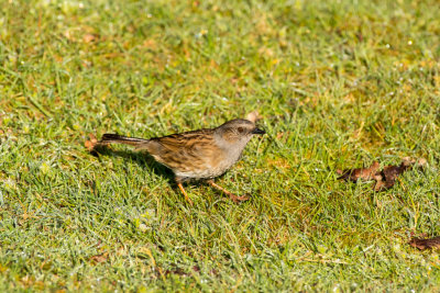 dunnock