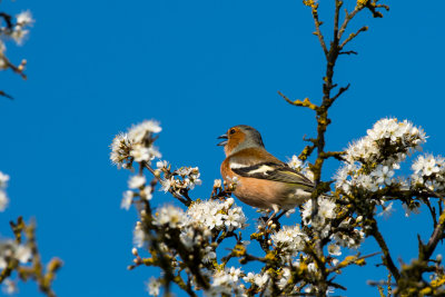 chaffinch
