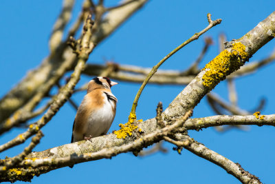 goldfinch