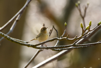 chiffchaff