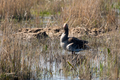 greylag goose