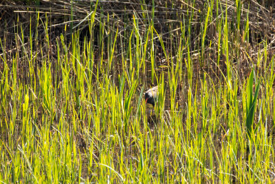 water rail