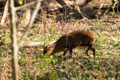 muntjac deer