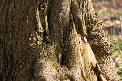 RSPB Minsmere