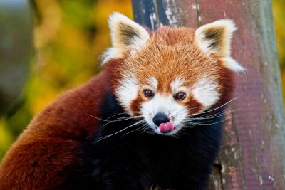 red panda 