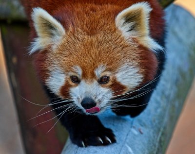 red panda 