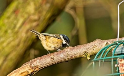 coal tit