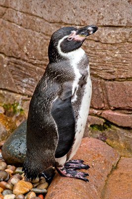 humboldt penguin