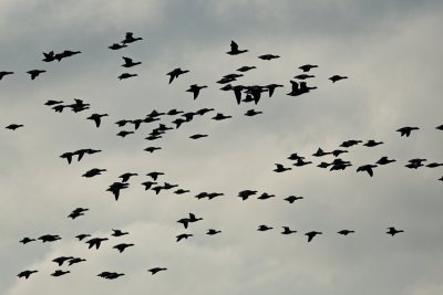 brent geese