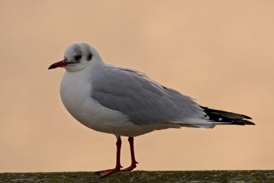 Black headed gull