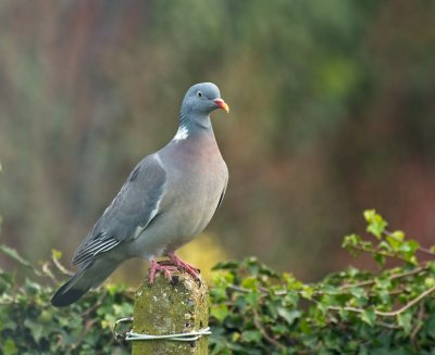 wood pigeon