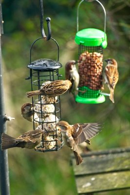 sparrows