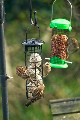sparrows