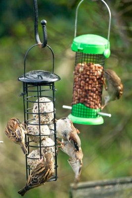 sparrows fighting