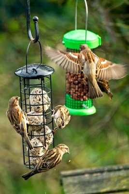 sparrows
