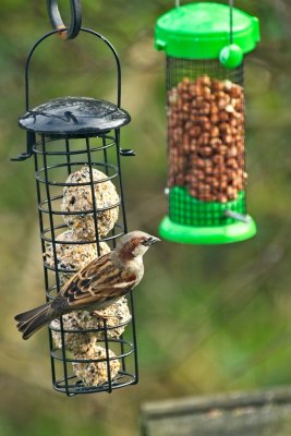 sparrow