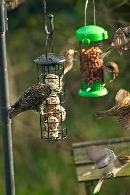 starling fighting off the sparrows