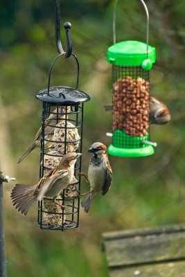 sparrows