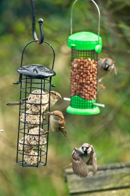 sparrows