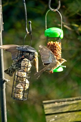 starling and sparrow
