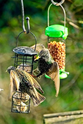 starlings