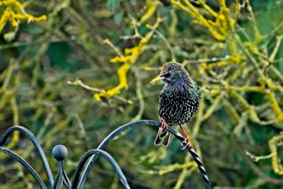 starling