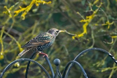 starling