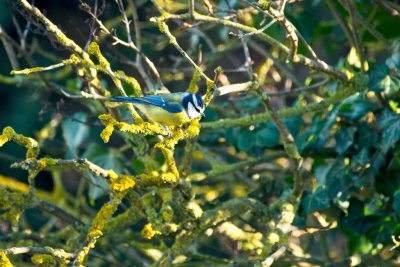 blue tit