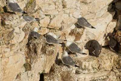 RSPB Bempton Cliffs
