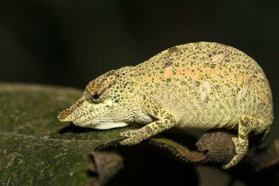 brookesia supercilliaris