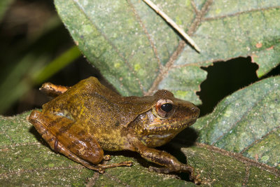 Boophis axelmeyeri