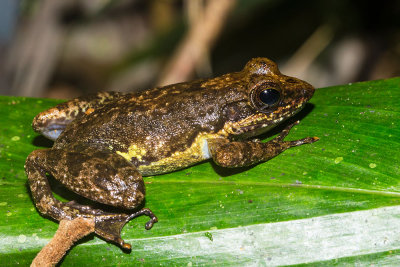 Boophis williamsi