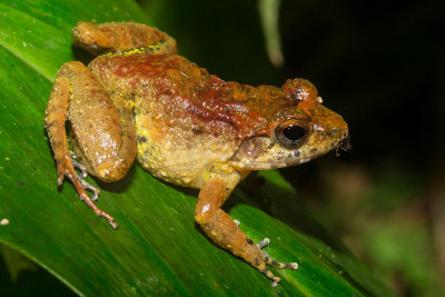 Cophyla occultans