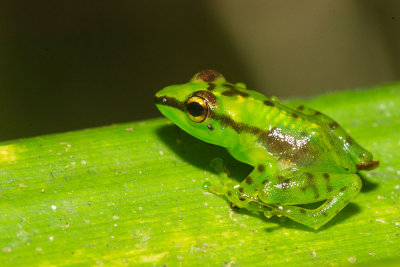 Guibemantis pulcher