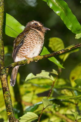 Short legged Ground roller