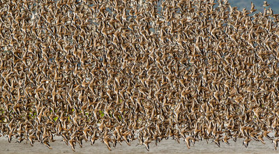 Black-tailed Godwit