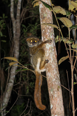 Eastern Woolly Lemur