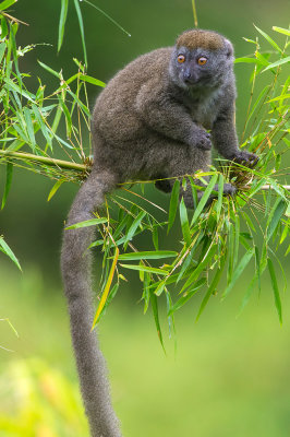 Northern Grey bamboo Lemur