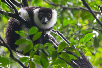 Black and White Rufted Lemur