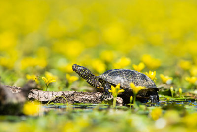 European pond turtle 