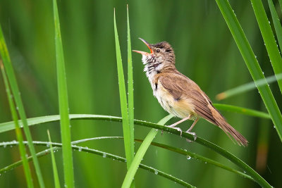 Great Reed Warbler 