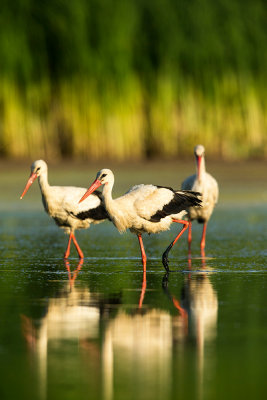 White Stork 