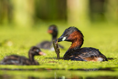 Little Grebe