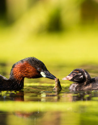 Little Grebe