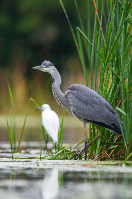 grey heron