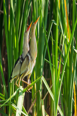 Little Bittern M/F