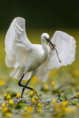 little egret