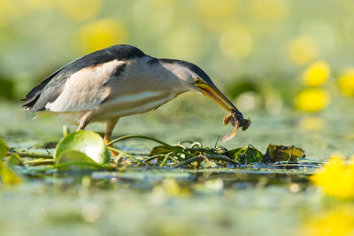 Little Bittern Male